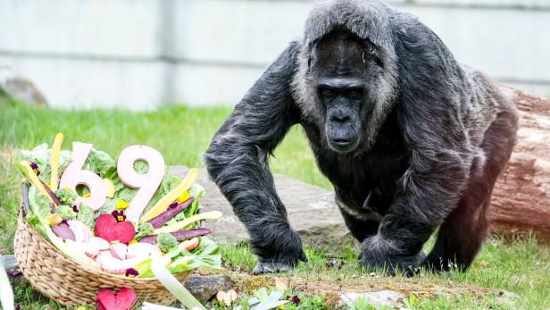 World's oldest gorilla celebrates 69th birthday at Berlin Zoo
