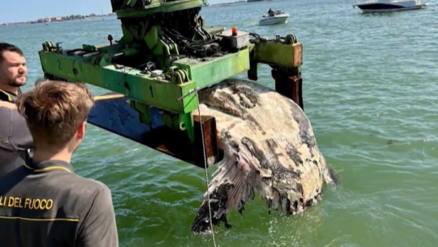 Toter Mondfisch wird aus der Lagune von Venedig geborgen