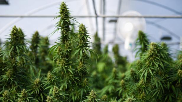 FILE PHOTO: Marijuana plants are seen at the Rak Jang farm, one of the first farms that has been given permission by the Thai government to grow cannabis and sell products to medical facilities, in Nakhon Ratchasima