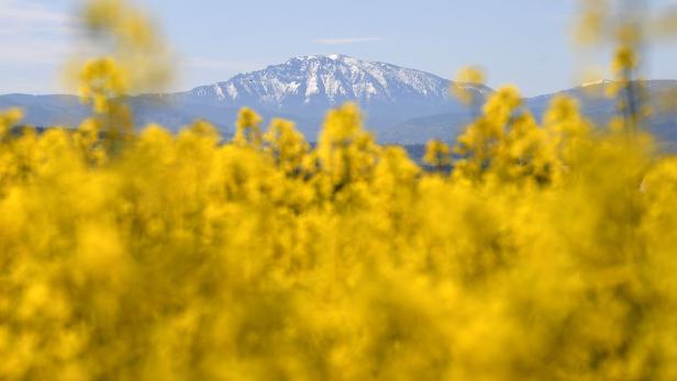 ++ THEMENBILD ++ RAPSFELD / RAPSBLÜTE / LANDWIRTSCHAFT / WETTER / FRÜHLING
