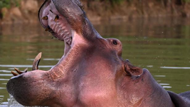 COLOMBIA-ANIMAL-HIPPO-ESCOBAR