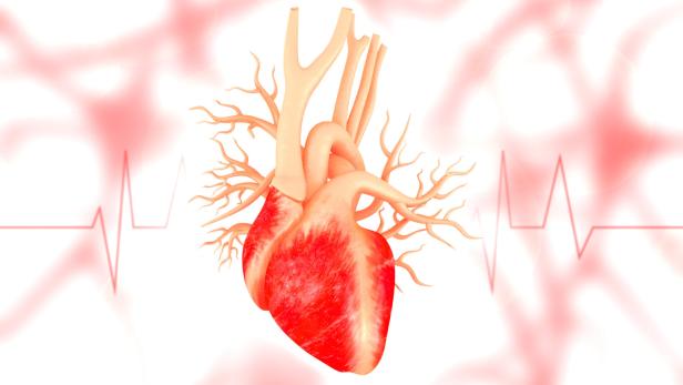 Ein anatomisches menschliches Herz mit sichtbaren Blutgefäßen und stilisiertem Herzschlag im Hintergrund.