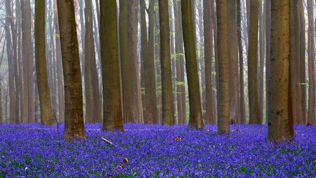 Bluebells bloom in Hallerbos