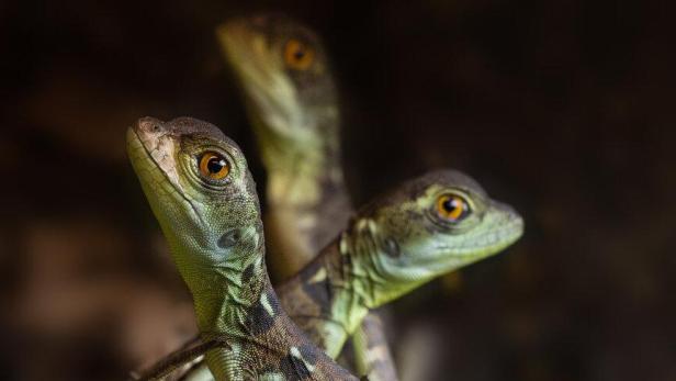 Drei junge grüne Echsen sitzen eng beieinander auf einem Ast vor dunklem Hintergrund.