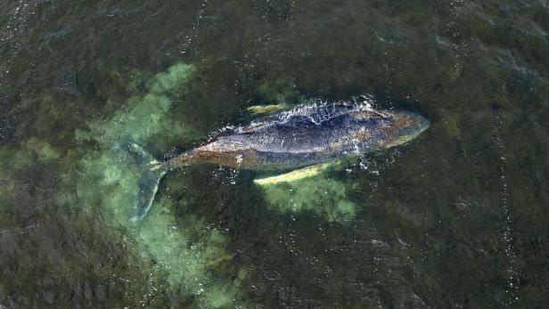 GERMANY-NATURE-ANIMAL-WHALE-RESCUE