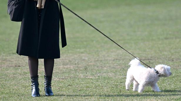 Eine Frau im Mantel hält ein Handy und führt einen kleinen weißen Hund an der Leine über eine Wiese.