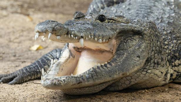 Beulenkrokodil mit geöffnetem Maul liegt auf sandigem Boden.