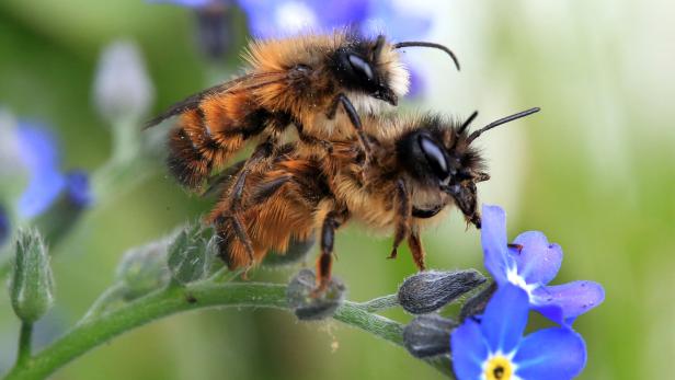 Zwei Wildbienen sitzen auf einer blau blühenden Pflanze.