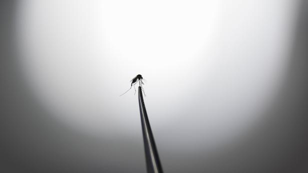 The world's largest mosquito factory to combat dengue opens in Brazil