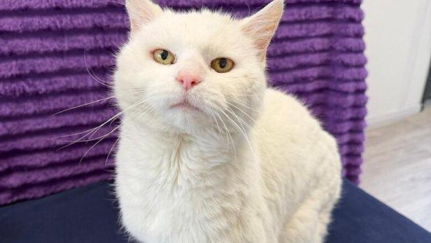 Eine weiße Katze sitzt auf einem blauen Kissen vor einem lila Hintergrund.