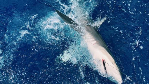 Hai schwimmt an der Wasseroberfläche im offenen, blauen Meer.