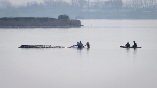 Rettungsaktion für den Buckelwal