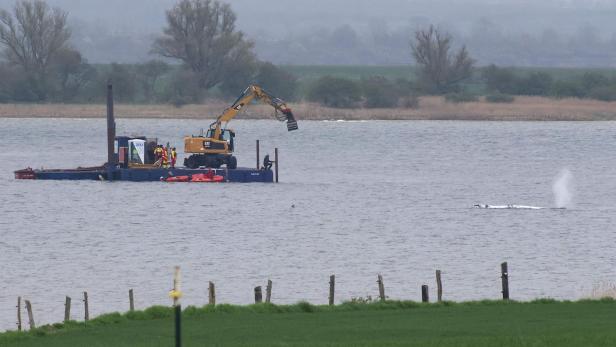 Ein Bagger von CAT steht auf einem Ponton auf dem Wasser, während im Hintergrund ein Wal zu sehen ist.