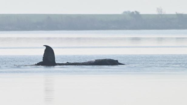 Ein Wal mit erhobenem Schwanz schwimmt im ruhigen Wasser, im Hintergrund ist Land zu sehen.