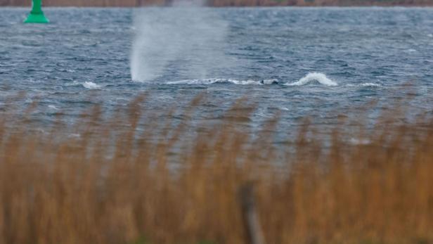 Gestrandeter Buckelwal schwimmt