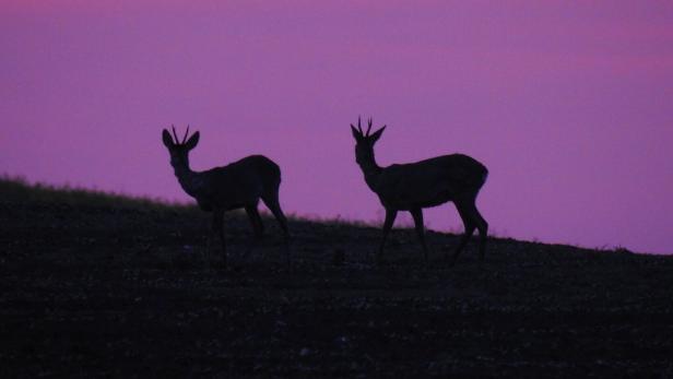 Zwei Rehe mit Geweih stehen auf einer Wiese vor einem violetten Himmel in der Dämmerung.