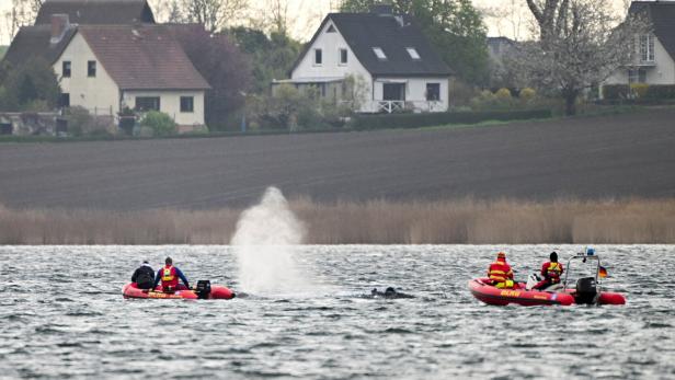 Zwei rote Rettungsboote der DLRG sind auf einem See mit Häusern im Hintergrund zu sehen.