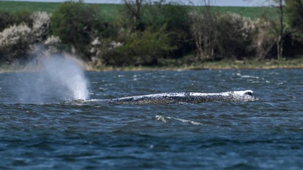 Ein Wal bläst Wasser in einem See, im Hintergrund sind Bäume zu sehen.