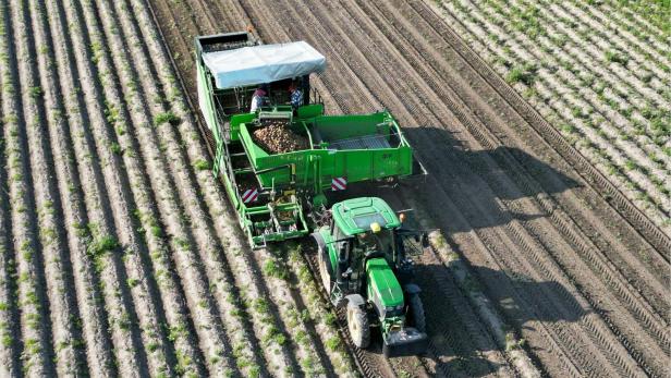 Ein grüner Traktor mit Anhänger erntet Kartoffeln auf einem Feld mit Furchen.