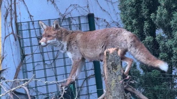 Ein Fuchs in einem Wiener Innenhof. 