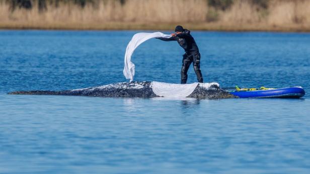 Weitere Entwicklung zum Buckelwal in der Ostsee