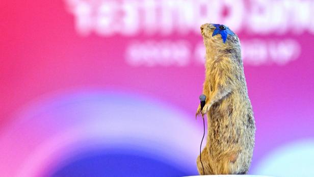 Ziesel mit Stern von ESC-Teilnehmer Cosmo