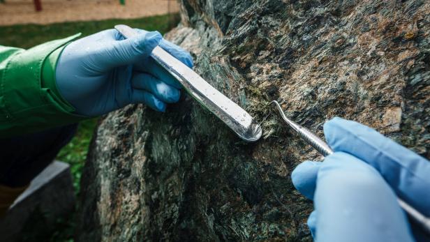 Zwei Hände mit blauen Handschuhen entfernen mit Metallwerkzeugen Moos von einem großen Felsen.