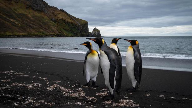 Vier Königspinguine stehen am Strand der Crozet-Inseln.