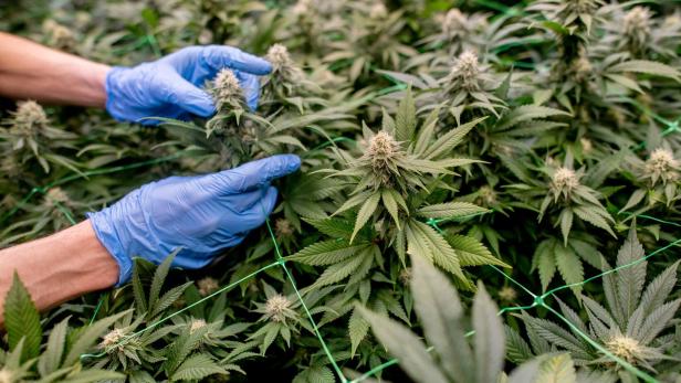 Cannabis Social Club Ganderkesee