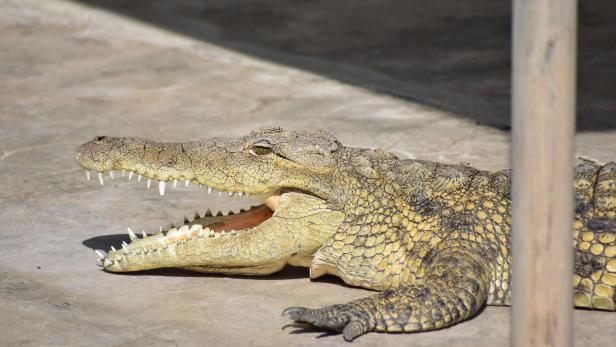 Ein Krokodil liegt mit offenem Maul auf dem Boden