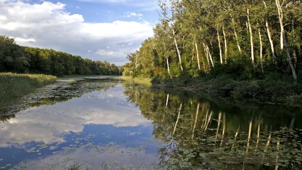 Ein ruhiger Fluss, umgeben von dichtem Wald, spiegelt den bewölkten Himmel und die Bäume am Ufer wider.