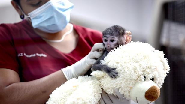 MEXICO-ZOO-ANIMAL-MONKEY