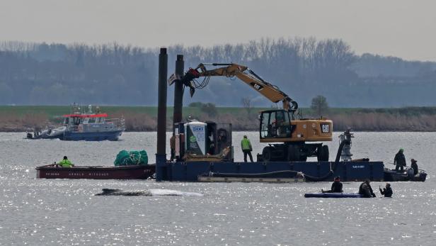Rettungsaktion für den Buckelwal