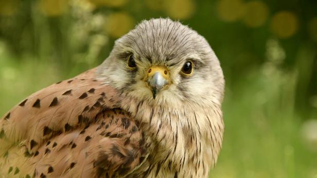 Turmfalke, Schenken Sie eine Patenschaft_Naturschutzbund Oberösterreich