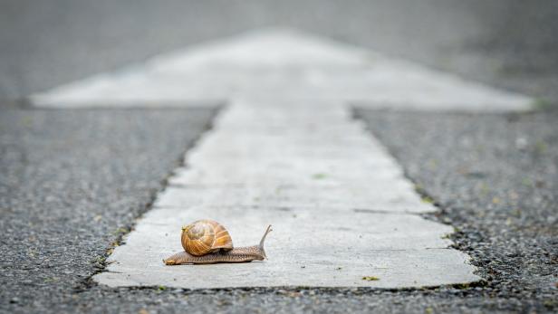 a snail crossing a road