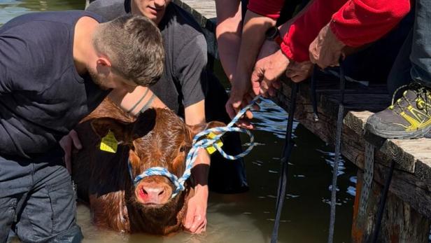 Kalb wurde aus dem Mondsee gerettet