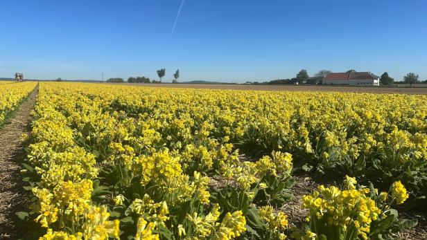 Ein großes Feld mit gelb blühenden Pflanzen unter klarem, blauem Himmel, im Hintergrund ein Bauernhaus.