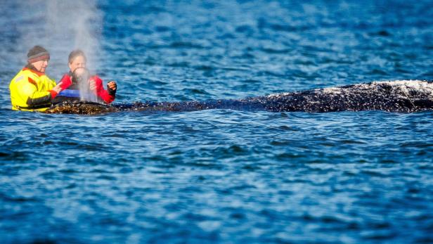 Wal-Abtransport noch diese Woche? Wie es jetzt mit Timmy weitergeht