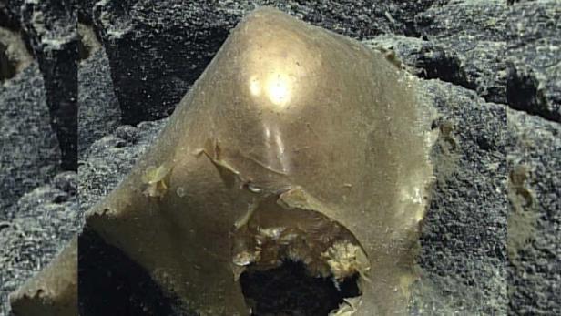 Goldglänzende, runde Struktur mit Loch auf dunklem Felsboden in der Tiefsee.