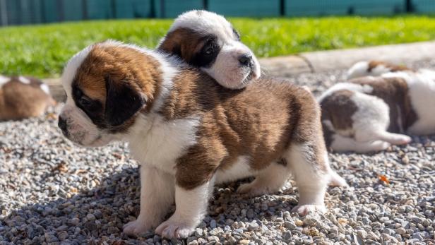St. Bernard puppies are seen at the Barry foundation in Martigny