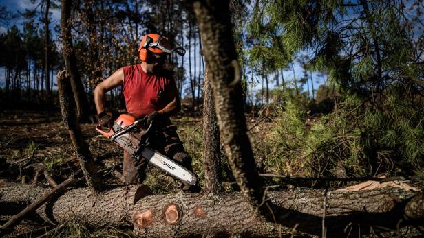 Forstarbeiter sägt Äste mit einer Motorsäge von einem gefällten Baum ab.