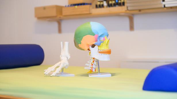 Modell eines menschlichen Schädels neben einem Modell eines Fußes auf einem neutralen Hintergrund.