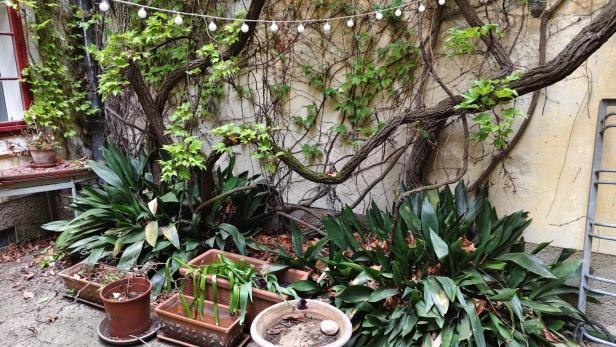 Alter Weinstock in einem Innenhof. 