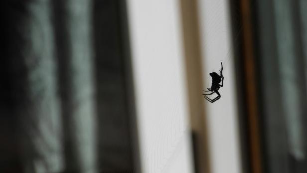 Eine Spinne sitzt in ihrem Netz vor einem Fenster in einer Wohnung.