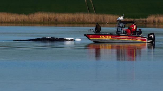 Weitere Entwicklung zum Buckelwal in der Ostsee