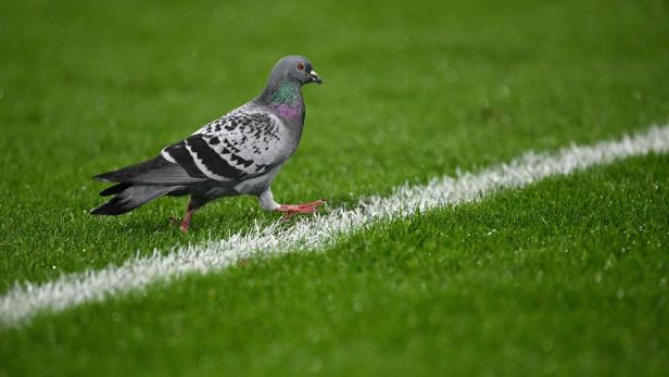 Taube auf Rasen