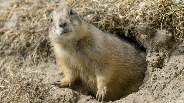 Ein Schwarzschwanz-Präriehund schaut aus seinem Bau im sandigen Gehege heraus.