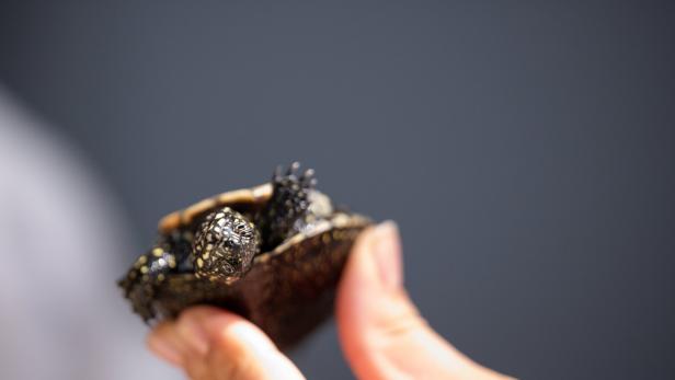 Schildkrötenbabys im Sea Life Berlin
