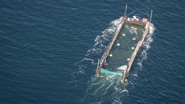 Weitere Entwicklung zum Buckelwal in der Ostsee