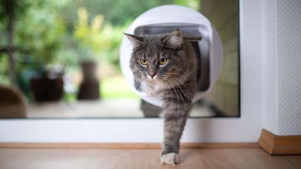 Eine graue Katze kommt durch die Katzenklappe ins Zimmer.